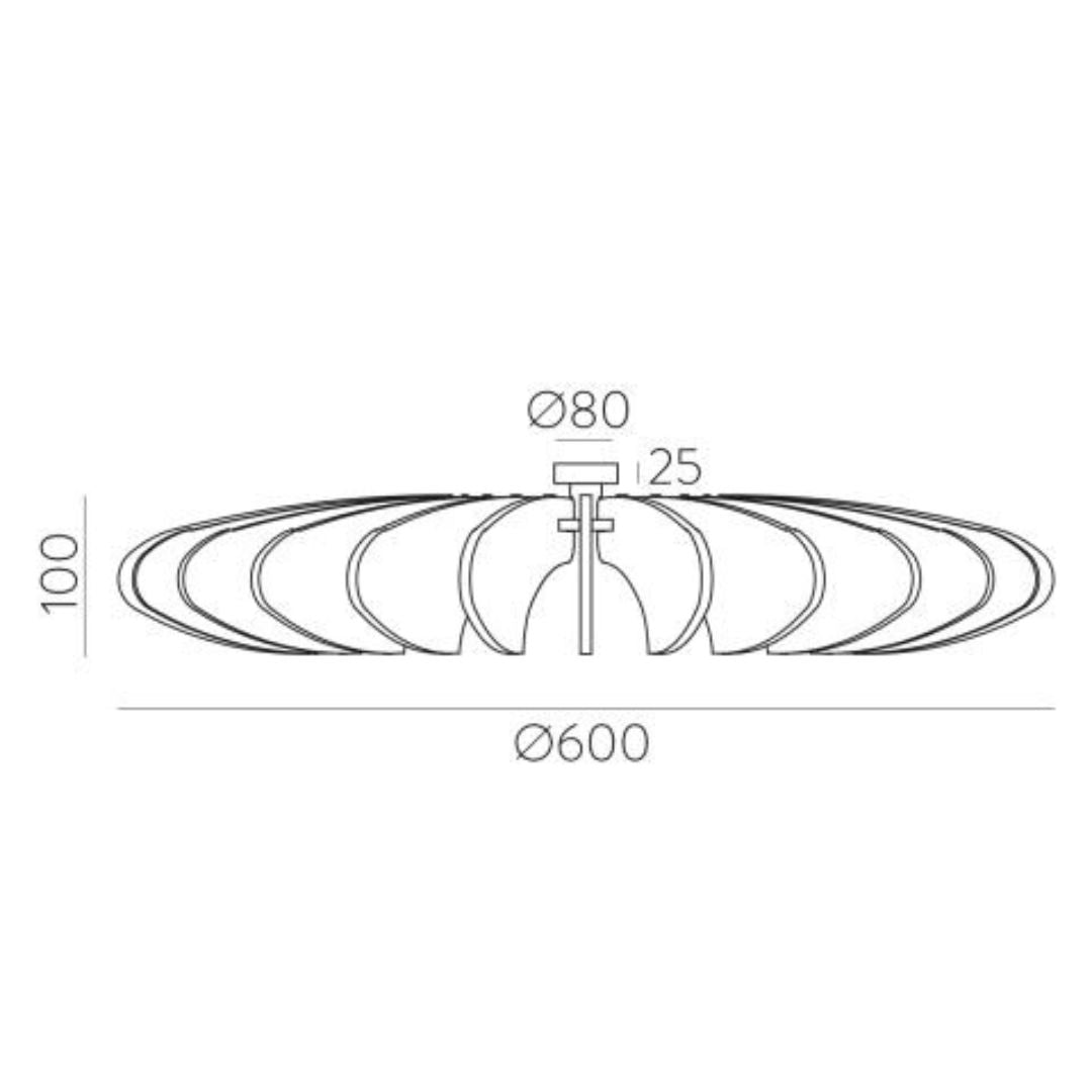 ROSA DEL DESERTO PLAF.